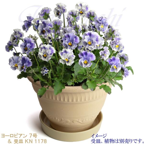 植木鉢 おしゃれ 安い 陶器 サイズ 22cm ヨーロピアン 7号 白焼 室内 屋外 白 色 |  | 12