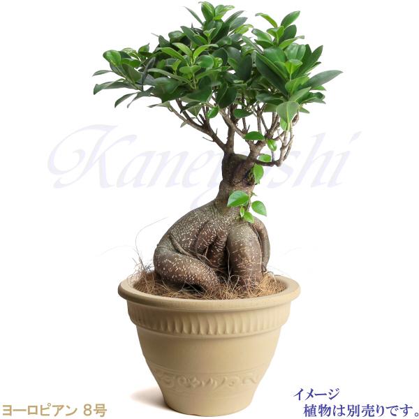 植木鉢 おしゃれ 安い 陶器 サイズ 25cm ヨーロピアン 8号 白焼 室内 屋外 白 色 |  | 10