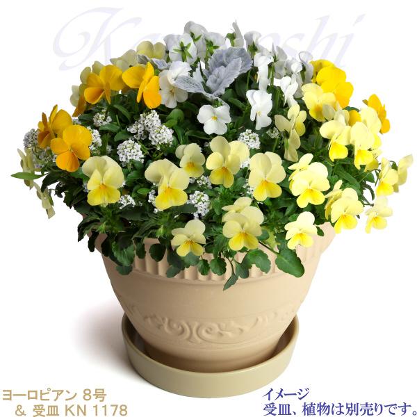 植木鉢 おしゃれ 安い 陶器 サイズ 25cm ヨーロピアン 8号 白焼 室内 屋外 白 色 |  | 13