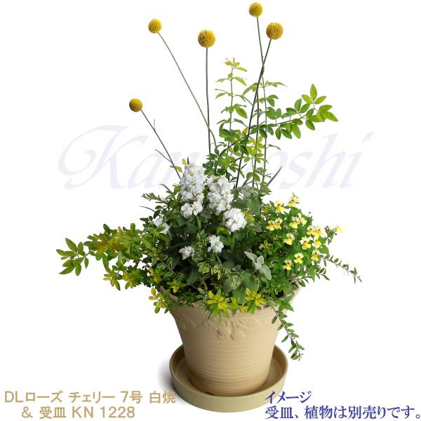 DLローズ チェリー 白焼 7号 日本製 植木鉢 陶器 おしゃれ ベージュ サイズ 23cm ガーデニング おしゃれ ナチュラル 安い シンプル |  | 10