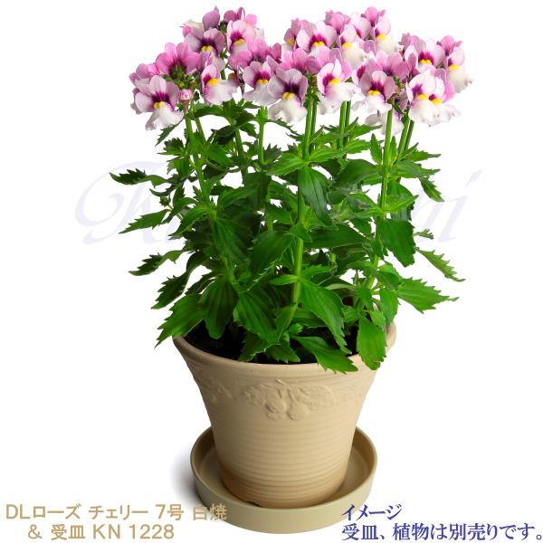 DLローズ チェリー 白焼 7号 日本製 植木鉢 陶器 おしゃれ ベージュ サイズ 23cm ガーデニング おしゃれ ナチュラル 安い シンプル |  | 11