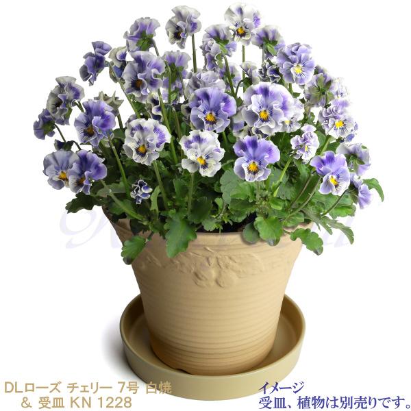 DLローズ チェリー 白焼 7号 日本製 植木鉢 陶器 おしゃれ ベージュ サイズ 23cm ガーデニング おしゃれ ナチュラル 安い シンプル |  | 12