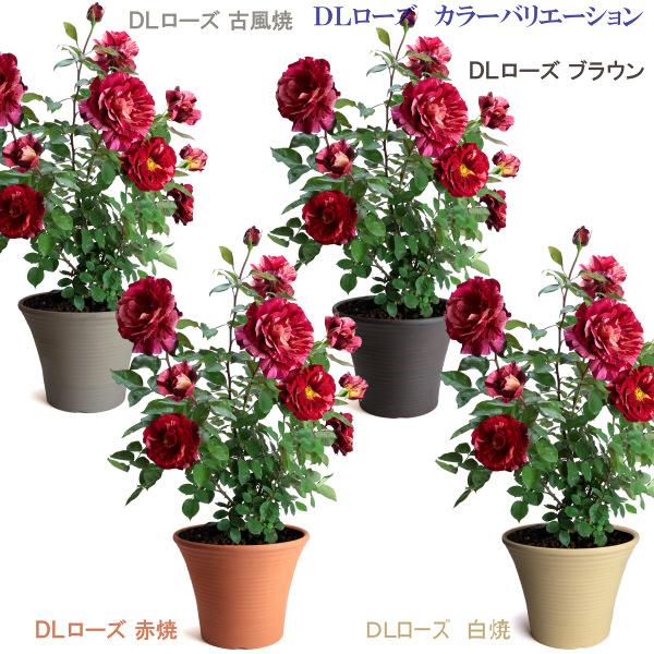 植木鉢 おしゃれ 安い 陶器 サイズ 23cm DLローズ 薔薇 7号 白焼 室内 屋外 白 色｜docchan｜15