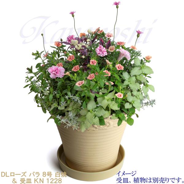 植木鉢 おしゃれ 安い 陶器 サイズ 26cm DLローズ 薔薇 8号 白焼 室内 屋外 白 色 |  | 10