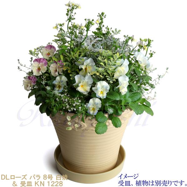 植木鉢 おしゃれ 安い 陶器 サイズ 26cm DLローズ 薔薇 8号 白焼 室内 屋外 白 色 |  | 11