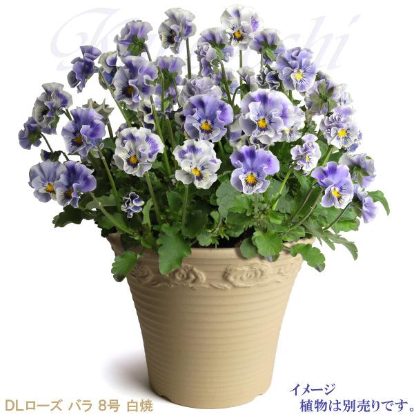 植木鉢 おしゃれ 安い 陶器 サイズ 26cm DLローズ 薔薇 8号 白焼 室内 屋外 白 色 |  | 08