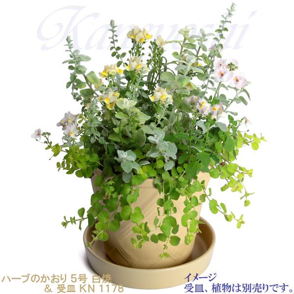植木鉢 おしゃれ 安い 陶器 サイズ 15cm ハーブのかおり 5号 白焼 室内 屋外 白 色 |  | 12
