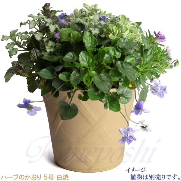 植木鉢 おしゃれ 安い 陶器 サイズ 15cm ハーブのかおり 5号 白焼 室内 屋外 白 色 |  | 08