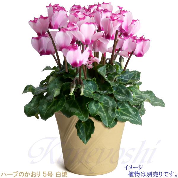 植木鉢 おしゃれ 安い 陶器 サイズ 15cm ハーブのかおり 5号 白焼 室内 屋外 白 色 |  | 07