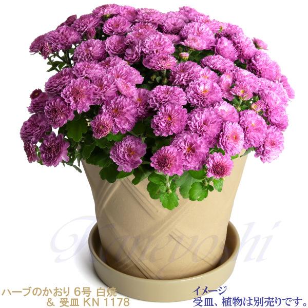 植木鉢 おしゃれ 安い 陶器 サイズ 19cm ハーブのかおり 6号 白焼 室内 屋外 白 色 |  | 09