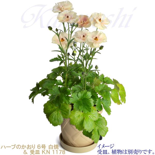 植木鉢 おしゃれ 安い 陶器 サイズ 19cm ハーブのかおり 6号 白焼 室内 屋外 白 色 |  | 10