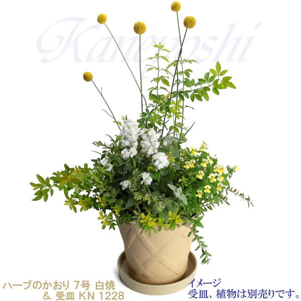 植木鉢 おしゃれ 安い 陶器 サイズ 23cm ハーブのかおり 7号 白焼 室内 屋外 白 色 |  | 12
