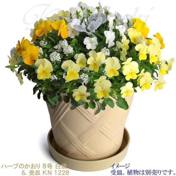 植木鉢 おしゃれ 安い 陶器 サイズ 25cm ハーブのかおり 8号 白焼 室内 屋外 白 色 |  | 10