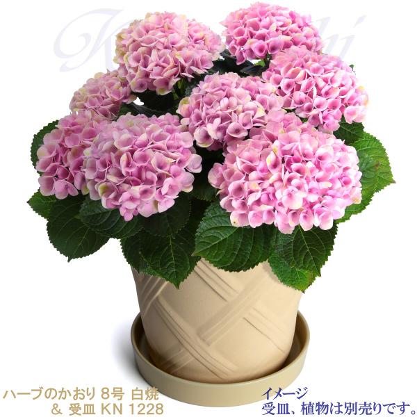 植木鉢 おしゃれ 安い 陶器 サイズ 25cm ハーブのかおり 8号 白焼 室内 屋外 白 色 |  | 11