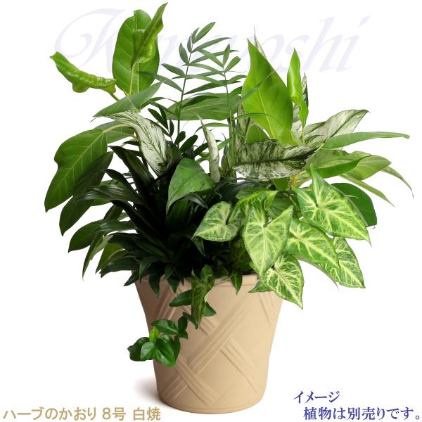 植木鉢 おしゃれ 安い 陶器 サイズ 25cm ハーブのかおり 8号 白焼 室内 屋外 白 色 |  | 07