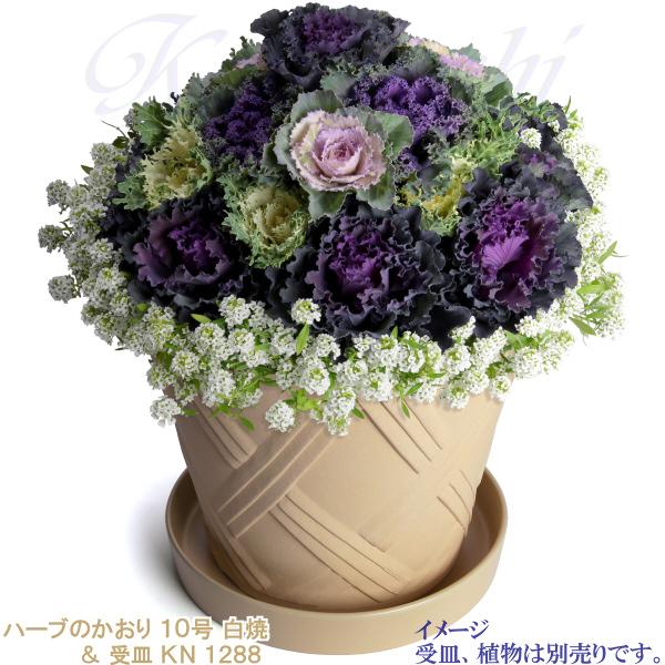 植木鉢 おしゃれ 安い 陶器 サイズ 31cm ハーブのかおり 10号 白焼 室内 屋外 白 色 |  | 10