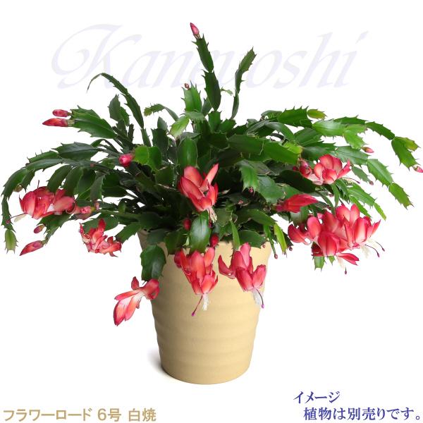 植木鉢 おしゃれ 安い 陶器 サイズ 19cm フラワーロード 6号 白焼 室内 屋外 白 色 |  | 09
