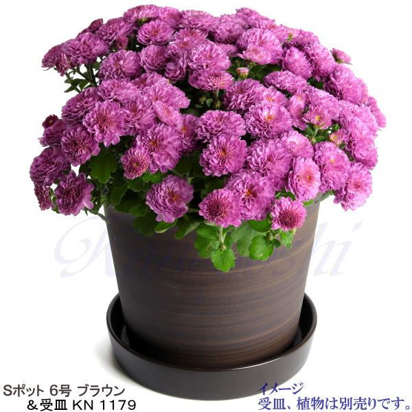 植木鉢 おしゃれ 安い 陶器 サイズ 18.5cm Sポット 6号 ブラウン 室内 屋外 茶 色 |  | 10