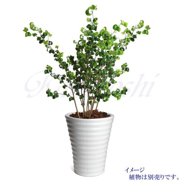 受皿付 植木鉢 縦長 8号 サイズ 鉢 陶器 白 おしゃれ 陶器鉢 大型