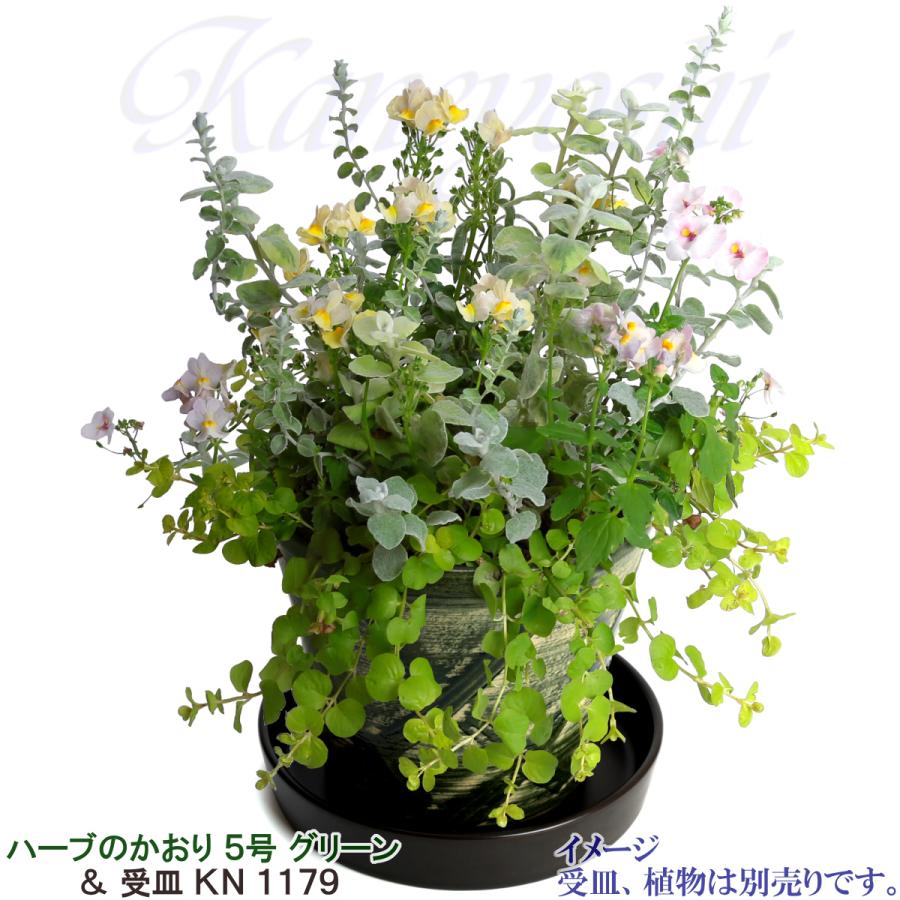植木鉢 おしゃれ 安い 陶器 サイズ 16cm ハーブのかおり 5号 グリーン 室内 屋外 緑 色 |  | 11