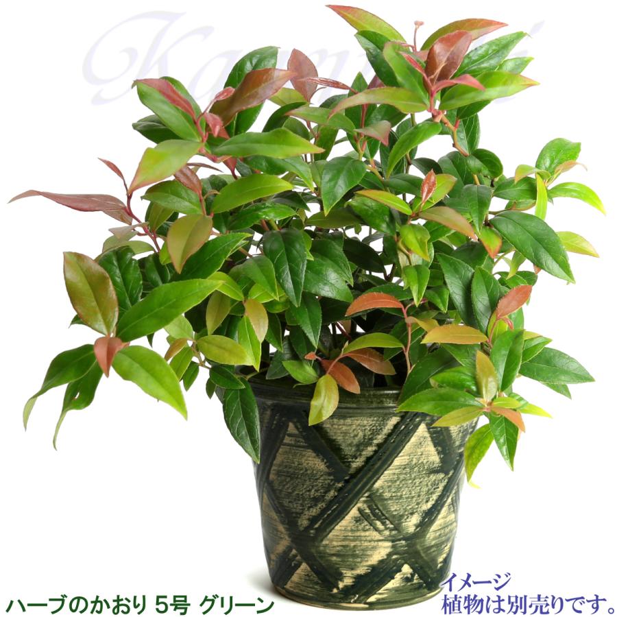 植木鉢 おしゃれ 安い 陶器 サイズ 16cm ハーブのかおり 5号 グリーン 室内 屋外 緑 色 |  | 09
