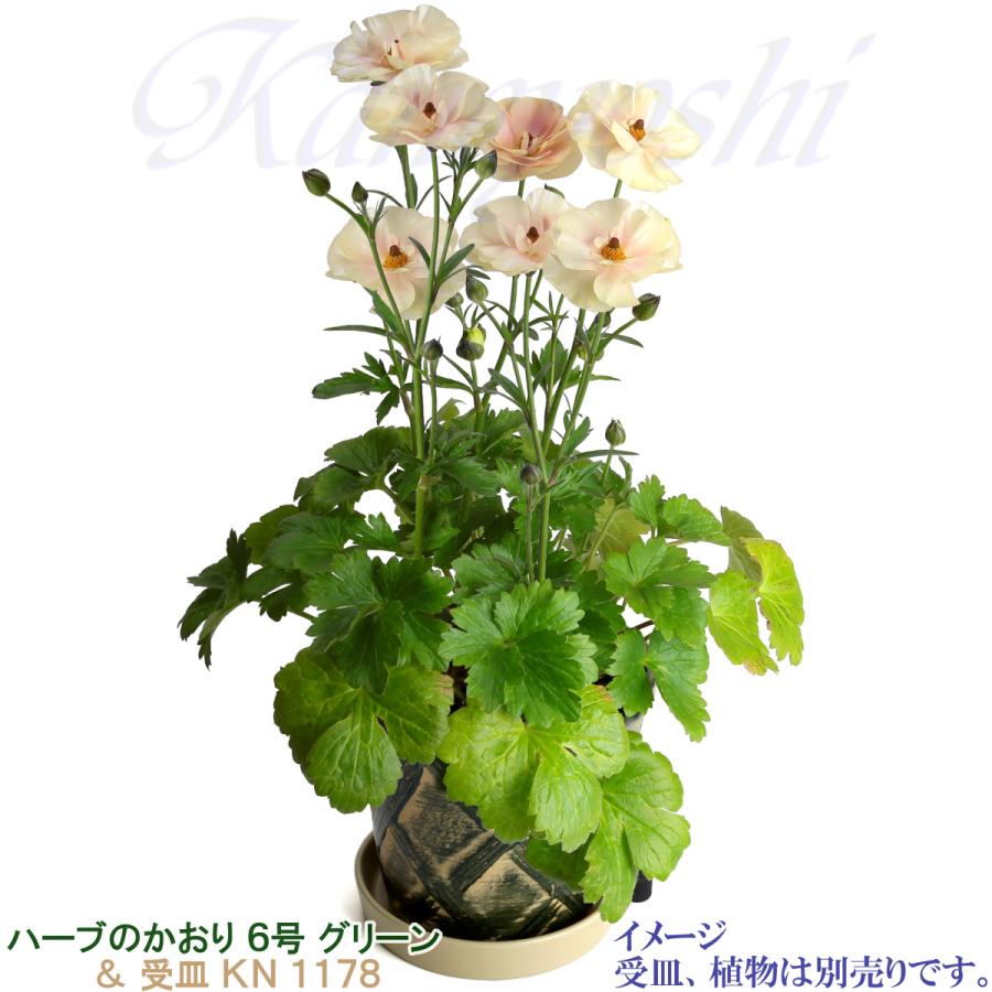 植木鉢 おしゃれ 安い 陶器 サイズ 19cm ハーブのかおり 6号 グリーン 室内 屋外 緑 色 |  | 10