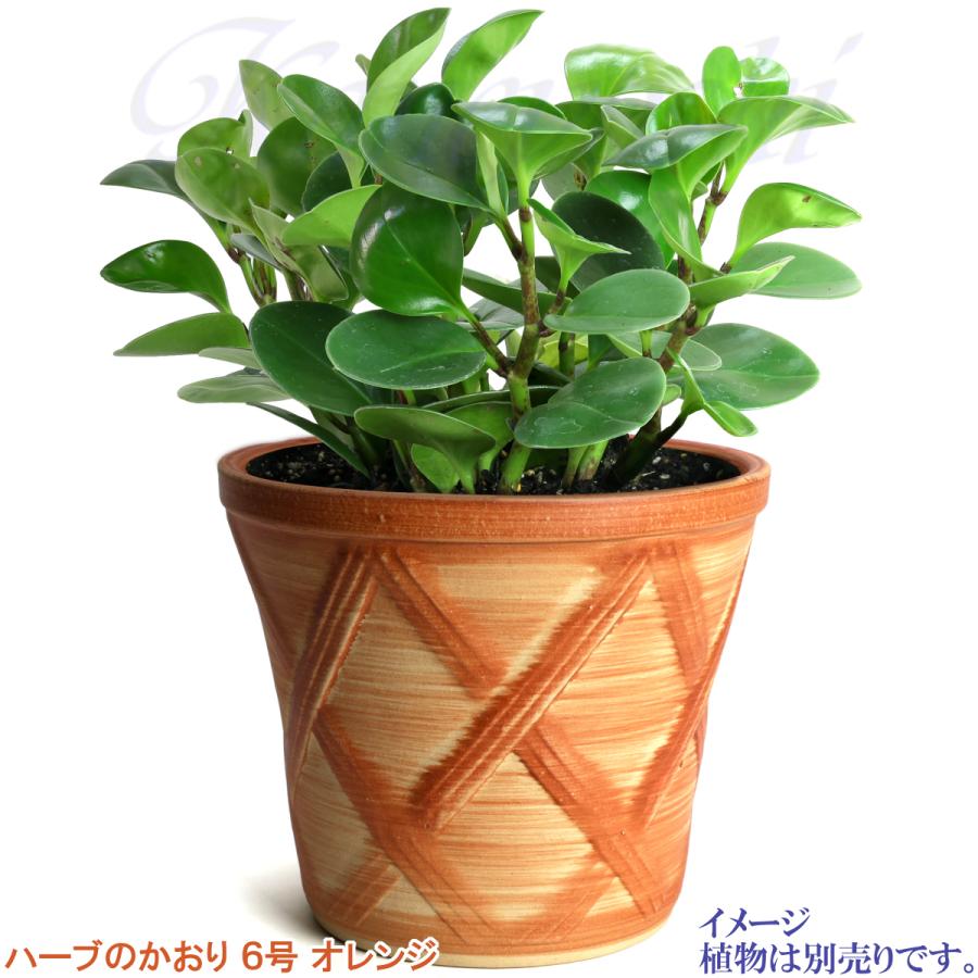 植木鉢 おしゃれ 安い 陶器 サイズ 19cm ハーブのかおり 6号 オレンジ 室内 屋外 レンガ 色 |  | 11
