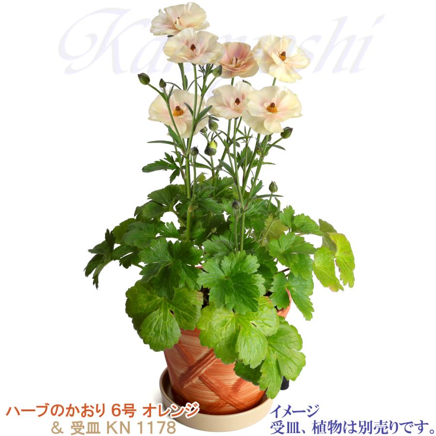 植木鉢 おしゃれ 安い 陶器 サイズ 19cm ハーブのかおり 6号 オレンジ 室内 屋外 レンガ 色 |  | 13