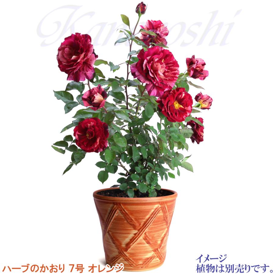 植木鉢 おしゃれ 安い 陶器 サイズ 23cm ハーブのかおり 7号 オレンジ 室内 屋外 レンガ 色 |  | 10