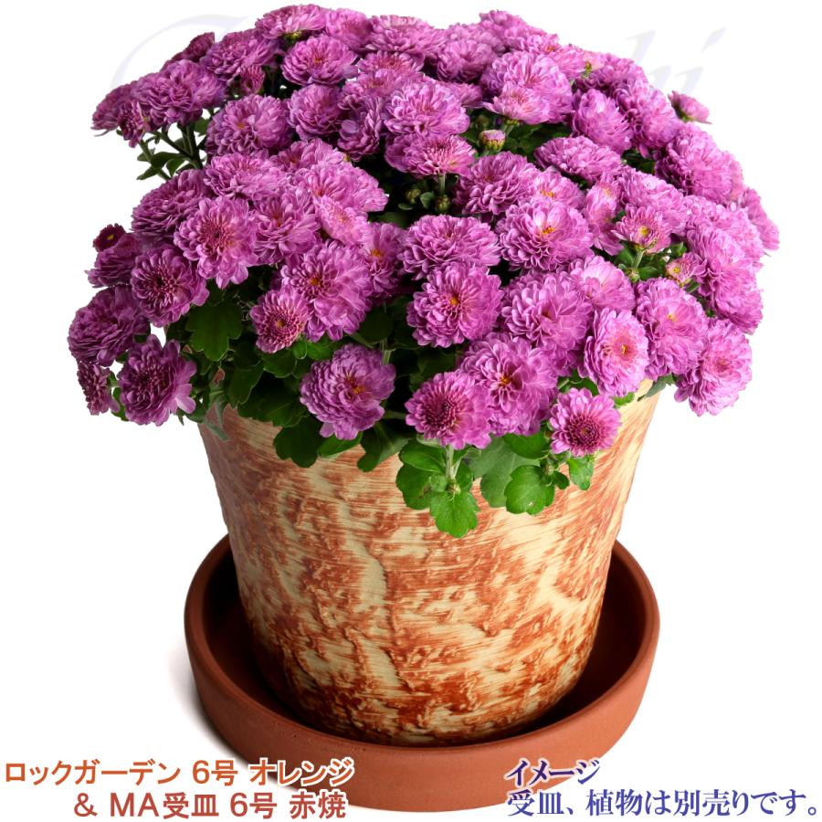 植木鉢 おしゃれ 安い 陶器 サイズ 19cm ロックガーデン 6号 オレンジ 室内 屋外 レンガ 色 |  | 11
