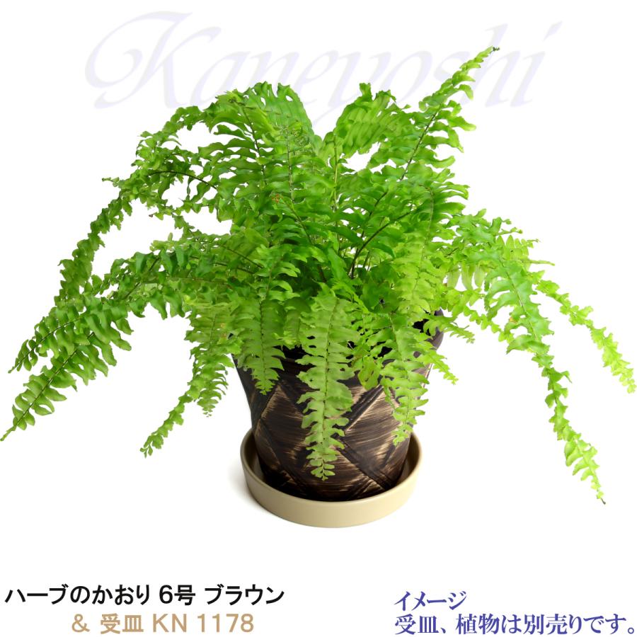 植木鉢 おしゃれ 安い 陶器 サイズ 19cm ハーブのかおり 6号 ブラウン 室内 屋外 茶 色 |  | 10