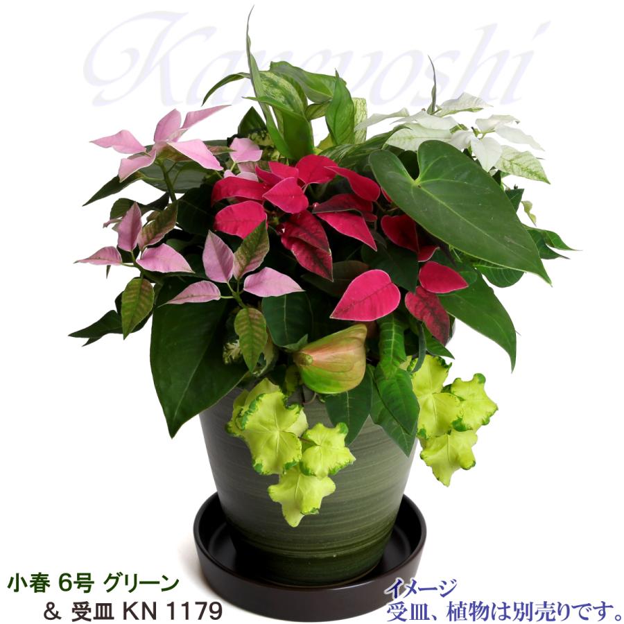 植木鉢 おしゃれ 安い 陶器 サイズ 19cm 小春 6号 グリーン 室内 屋外 緑 色 |  | 11
