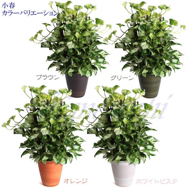 植木鉢　陶器　おしゃれ　サイズ　２３．５ｃｍ　安くて丈夫　小春　８号　ブラウン |  | 12