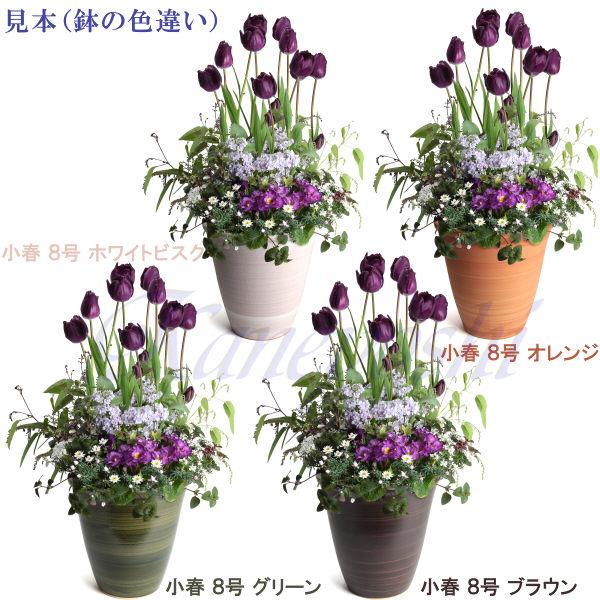 植木鉢　陶器　おしゃれ　サイズ　２３．５ｃｍ　安くて丈夫　小春　８号　ブラウン |  | 13