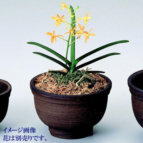 植木鉢 おしゃれ 安い 陶器 サイズ 10cm 山草鉢 3.5号  室内 屋外 ブラウン 茶 色 |  | 04