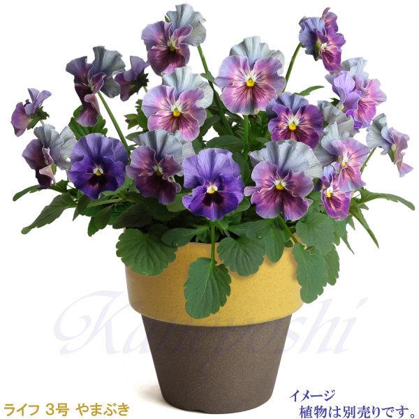 植木鉢　陶器　おしゃれ　サイズ　９．３ｃｍ　和ライフ　モカやまぶき　３号 |  | 09