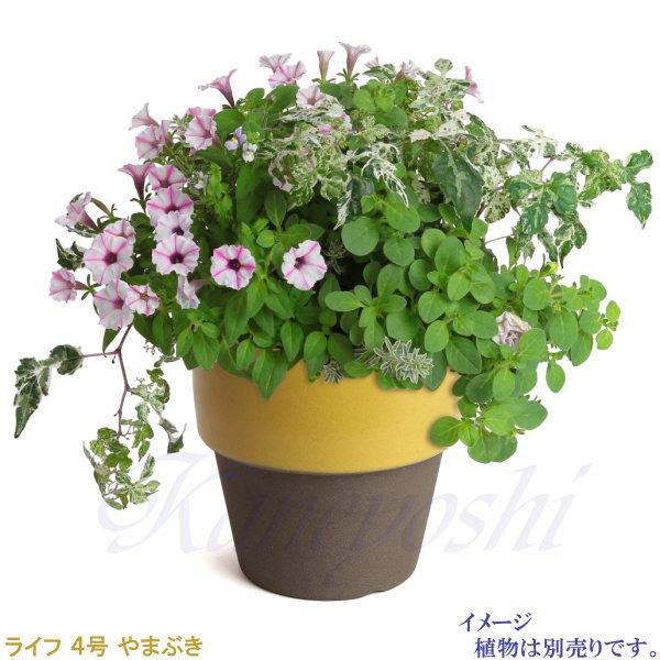 植木鉢　陶器　おしゃれ　サイズ　１２．５ｃｍ　和ライフ　モカやまぶき　４号 |  | 08