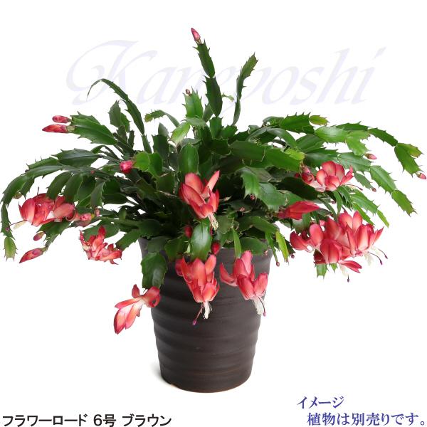 植木鉢 おしゃれ 安い 陶器 サイズ 19cm フラワーロード 6号 ブラウン 室内 屋外 茶 色 |  | 09