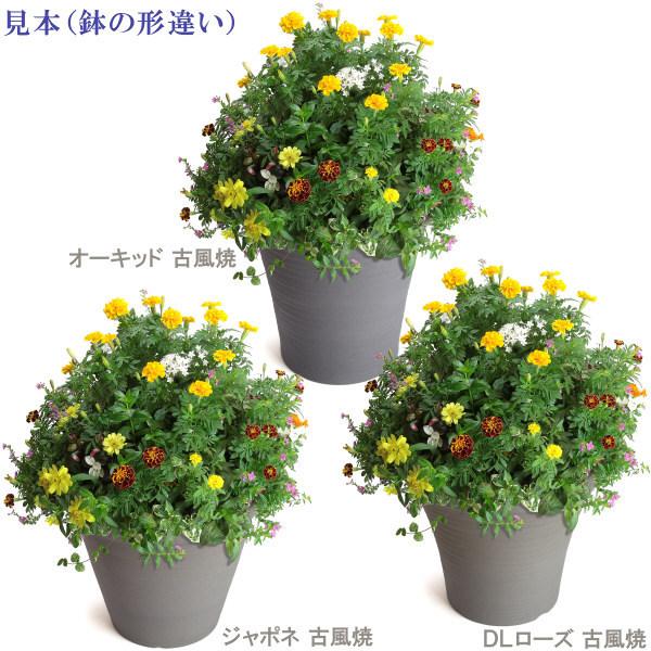 植木鉢 おしゃれ 安い 陶器 サイズ 20cm DLローズ 6号 古風焼 室内 屋外 グレー 色｜docchan｜20