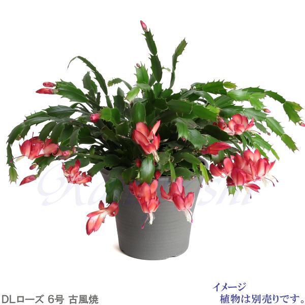 植木鉢 おしゃれ 安い 陶器 サイズ 20cm DLローズ 6号 古風焼 室内 屋外 グレー 色 |  | 08