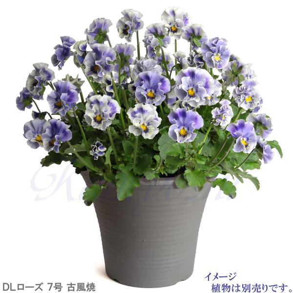 植木鉢 おしゃれ 安い 陶器 サイズ 23.5cm DLローズ 7号 古風焼 室内 屋外 グレー 色 |  | 08