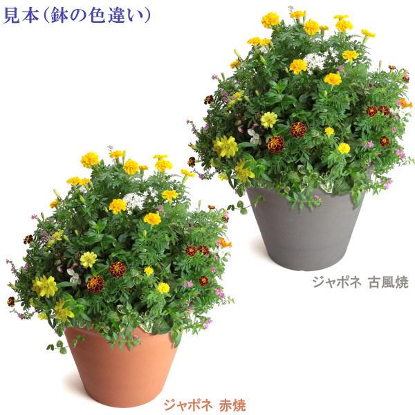 植木鉢 おしゃれ 安い 陶器 サイズ 29cm ジャポネ 8.5号 古風焼 室内 屋外 グレー 色 |  | 08