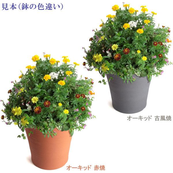 丈夫で長持ち 植木鉢 深鉢 オーキッド 古風焼 サイズ 8号 25cm 三河焼