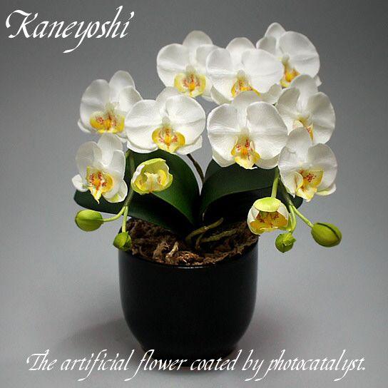 お祝い お供えの花 仏花 フラワーギフト 光触媒胡蝶蘭小輪 １本立ショート ホワイトｂ Sale 77 Off