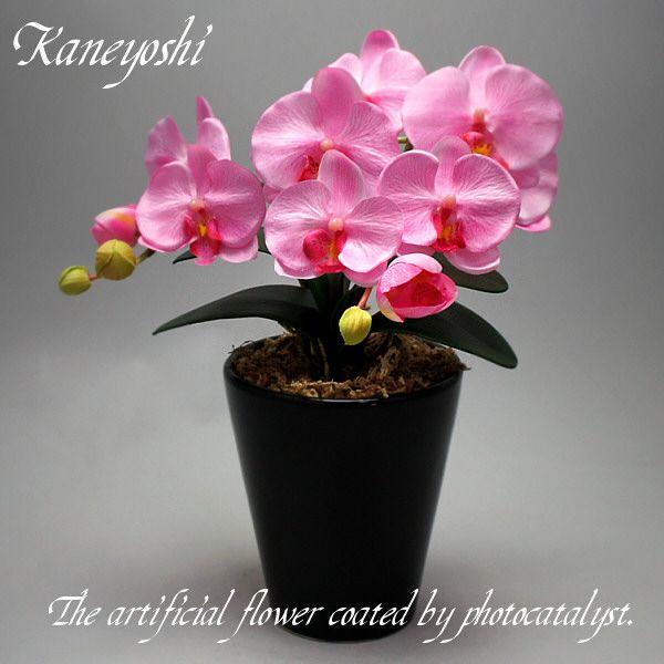 ネット限定 お祝い お供えの花 仏花 フラワーギフト 光触媒胡蝶蘭大輪 １本立ショート ピンク Babylonrooftop Com Au