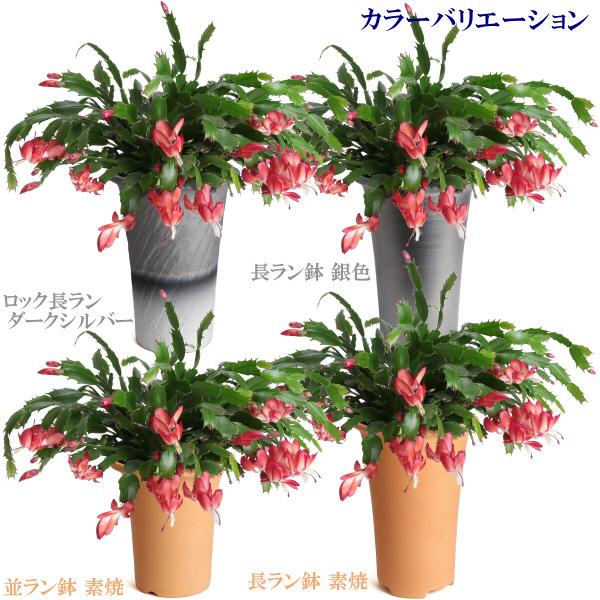 植木鉢 おしゃれ 安い 陶器 サイズ 13cm 長ラン鉢 4号 銀色 室内 屋外 いぶし グレー 色 |  | 12