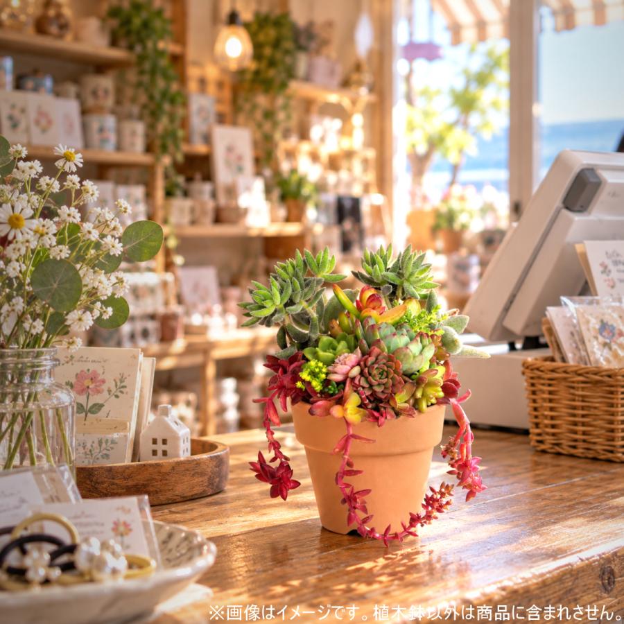 植木鉢 おしゃれ 安い 陶器 サイズ 6.7cm ＨＷ素焼鉢 BASIC 2号 レンガ色 室内 テラコッタ 日本製 |  | 11