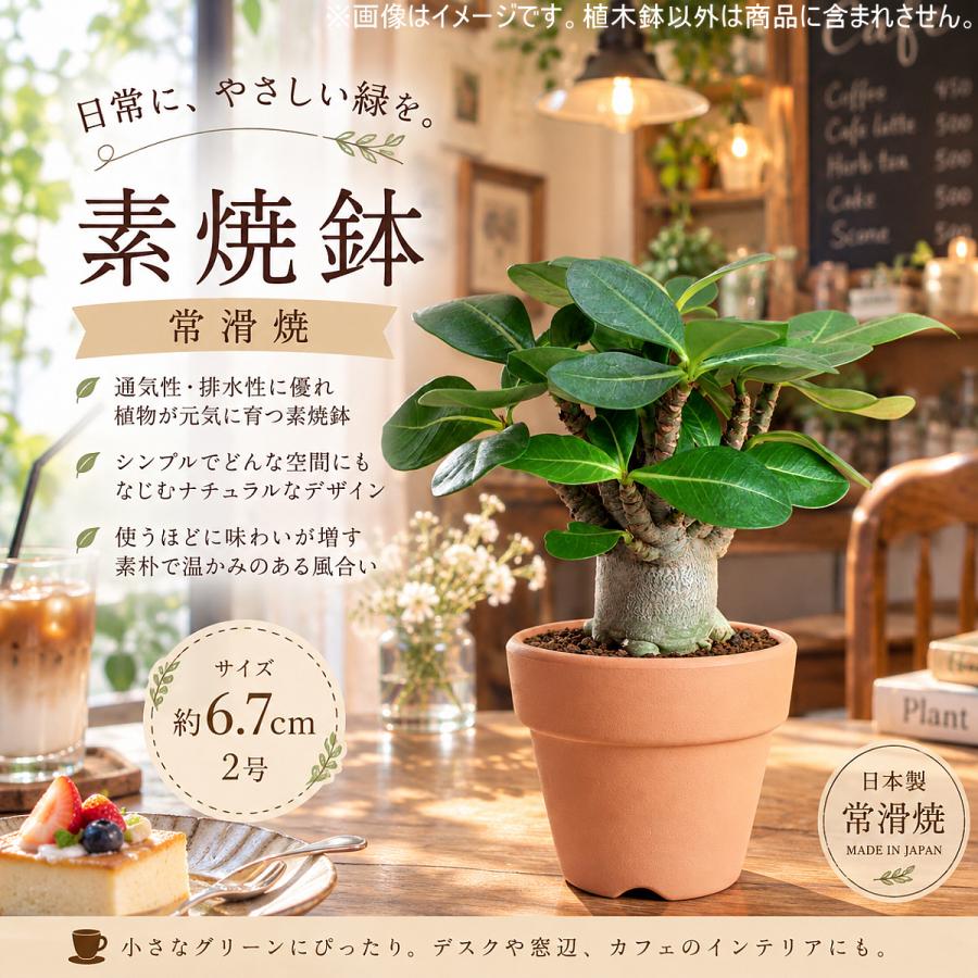 植木鉢 おしゃれ 安い 陶器 サイズ 6.7cm ＨＷ素焼鉢 BASIC 2号 レンガ色 室内 テラコッタ 日本製 |  | 01