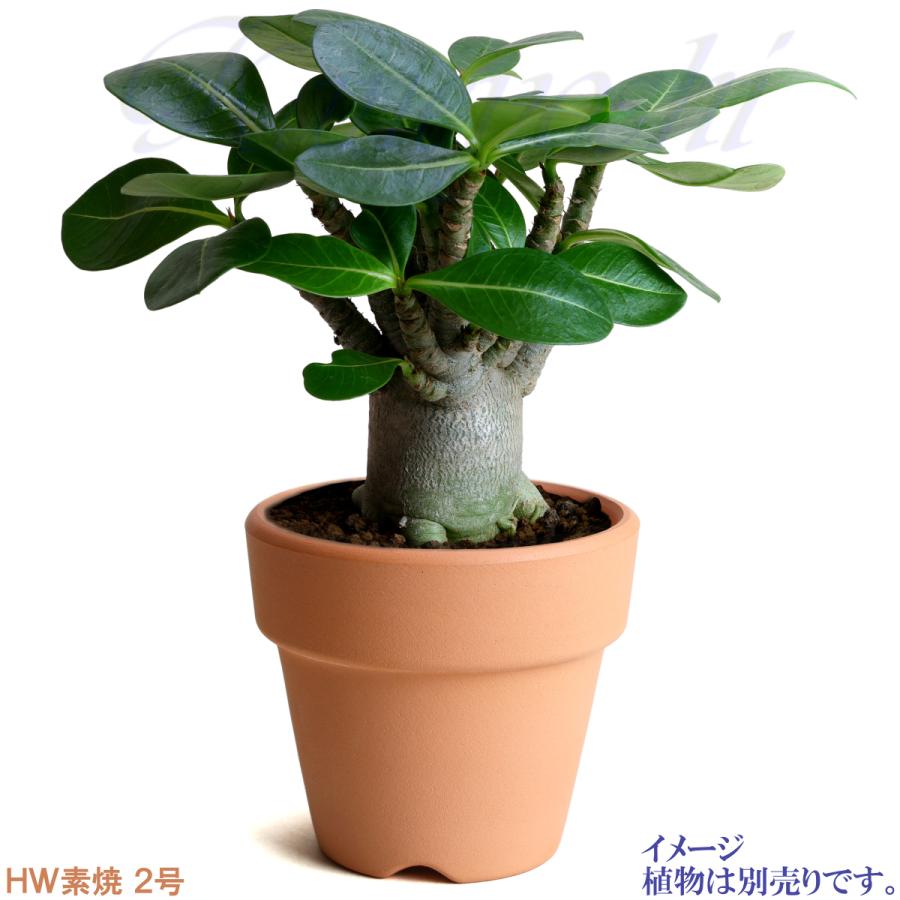 植木鉢 おしゃれ 安い 陶器 サイズ 6.7cm ＨＷ素焼鉢 BASIC 2号 レンガ色 室内 テラコッタ 日本製 |  | 07