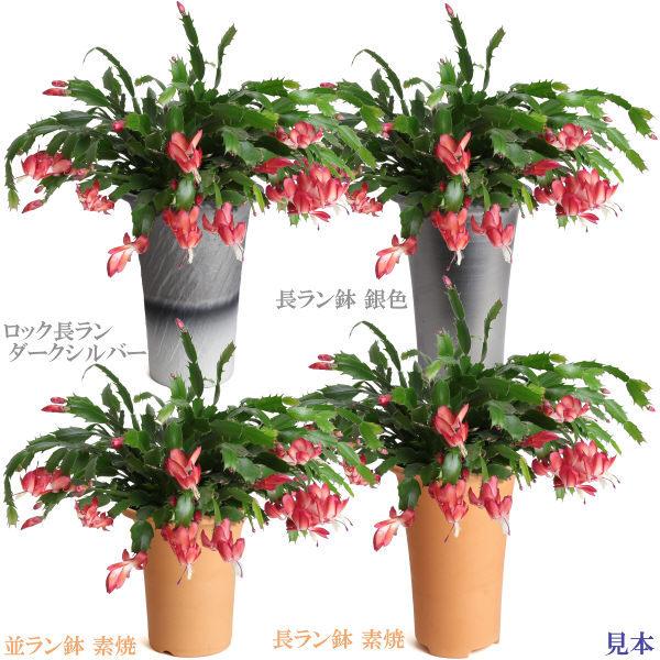 植木鉢 陶器 素焼並ラン鉢 6号 おしゃれ サイズ 19.5cm 排水 通気 素焼鉢 蘭 栽培 安くて植物に良い鉢 日本製 テラコッタ 国産 |  | 06